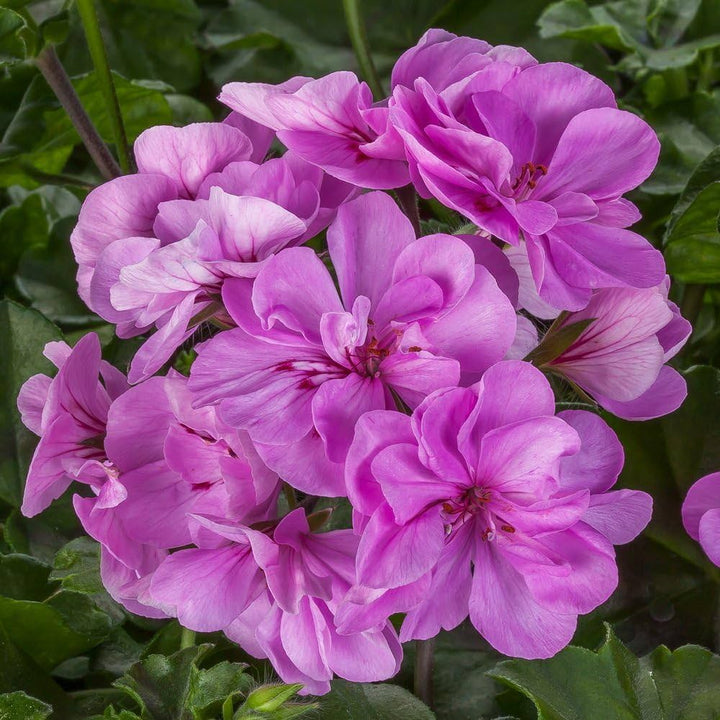 Lavender Pelargonium Flower Seeds for Planting – Heirloom, Non-GMO, High Germination Organic Garden Seeds