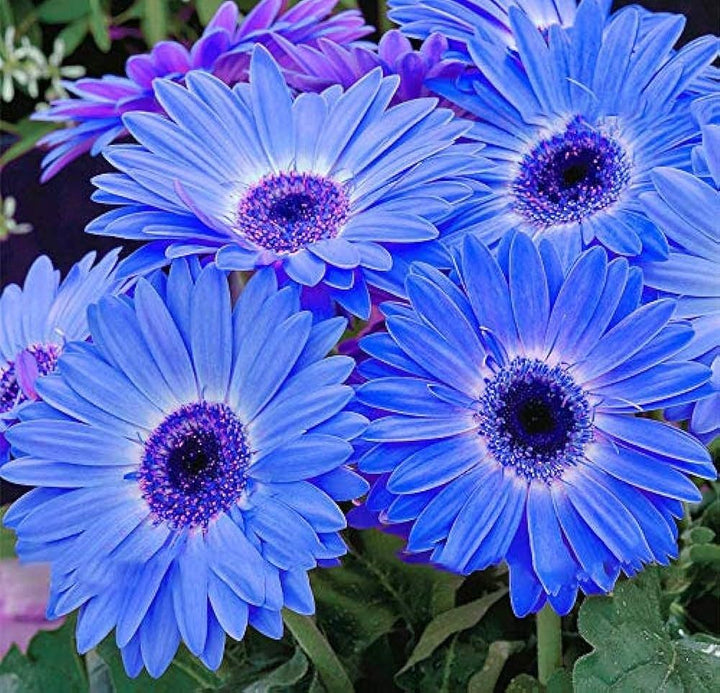 Blue Gerbera Daisy Flower Seeds for Planting – Heirloom, Non-GMO, High Germination Organic Garden Seeds