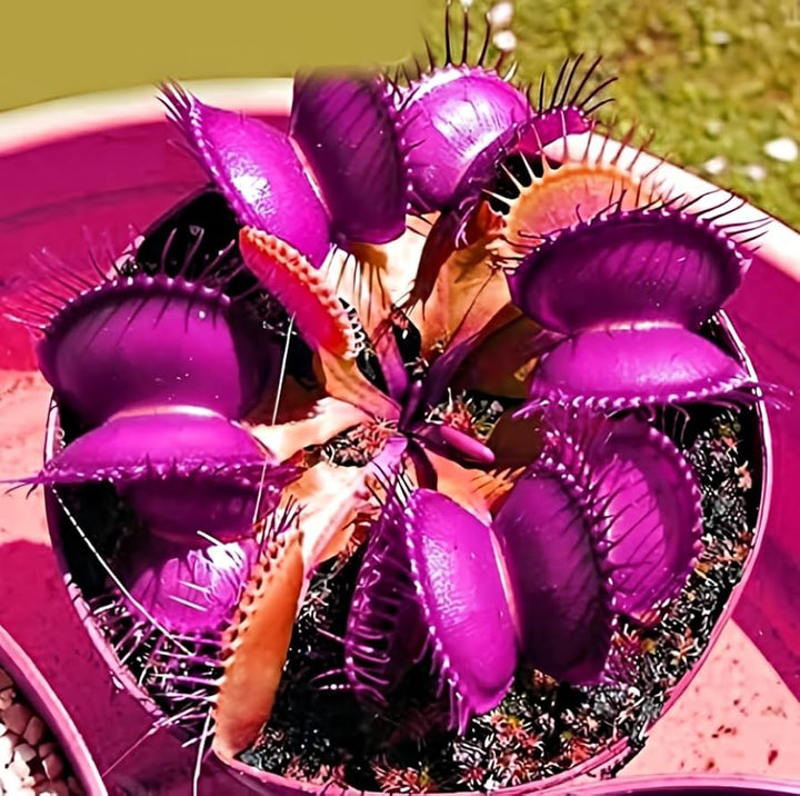 Venus Fly Trap Violet Flower Seeds for Planting – Heirloom Non-GMO, High Germination Organic Garden Seeds