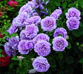Violet Rose Flower Seeds for Planting – Heirloom, Non-GMO, High Germination Garden Seeds