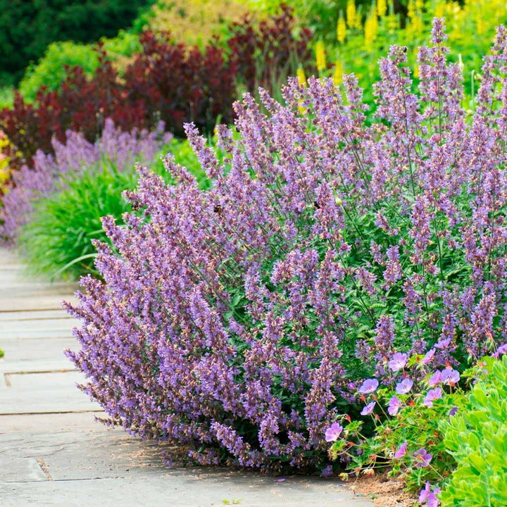 Flower Seeds, Seeds,Seeds For Planting,Plant Seeds