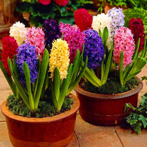 Flower Seeds, Seeds,Seeds For Planting,Plant Seeds