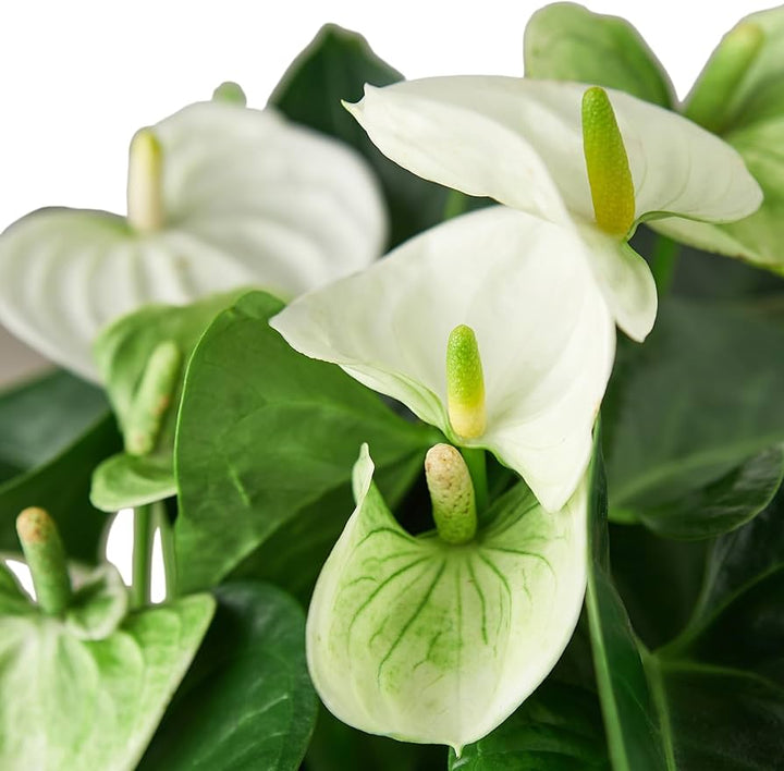 Anthurium Andraeanu Cream Flower Seeds for Planting – Heirloom, Non-GMO, High Germination Seeds