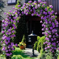Climbing Roses Flower Seeds for Planting – Heirloom, Non-GMO, High Germination Organic Garden Seeds