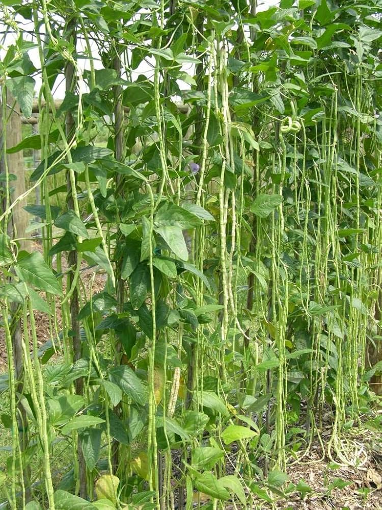Yard Long Bean Seeds for Planting – Heirloom, Non-GMO, Nutritious Climbing Vegetable – High Germination