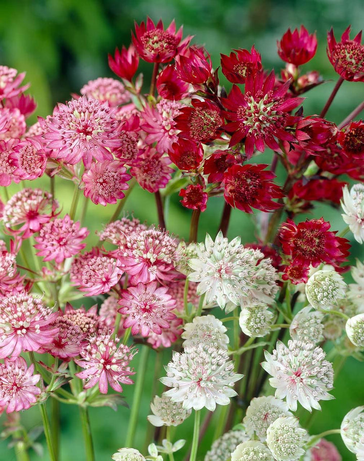 Flower Seeds, Seeds,Seeds For Planting,Plant Seeds