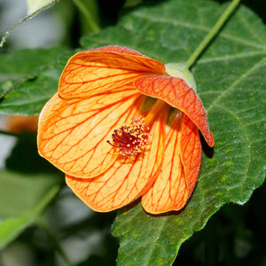 Flower Seeds, Seeds,Seeds For Planting,Plant Seeds