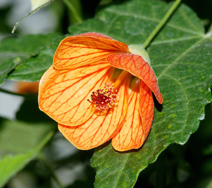 Flower Seeds, Seeds,Seeds For Planting,Plant Seeds