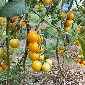 Yellow Orange Tomato Vegetable Seeds for Planting – Heirloom & Non-GMO Garden Seeds for Colorful Salad Harvests