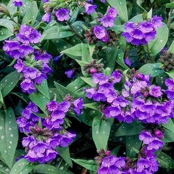 Blue Pulmonaria Lungwort Seeds, Hardy Heirloom Non-GMO Flowers for Shade Gardens & Planting