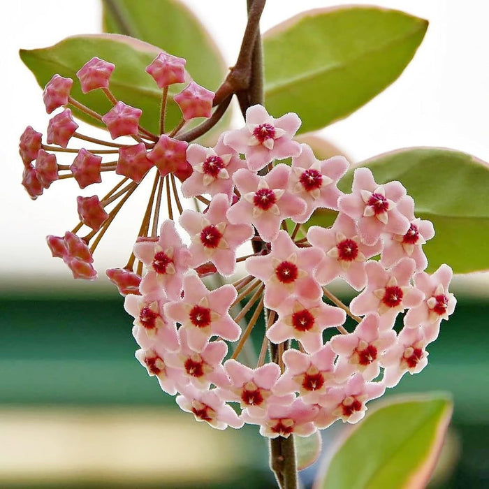 Flower Seeds, Seeds,Seeds For Planting,Plant Seeds