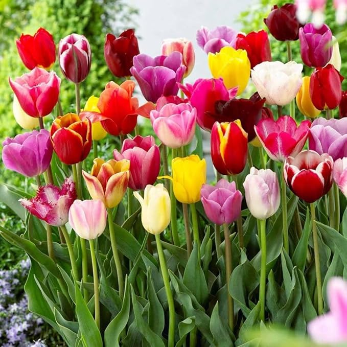 Mixed Tulip Flower Seeds – Seasonal Bloomer, Heirloom, Non-GMO, High Germination Organic Garden Seeds for Planting