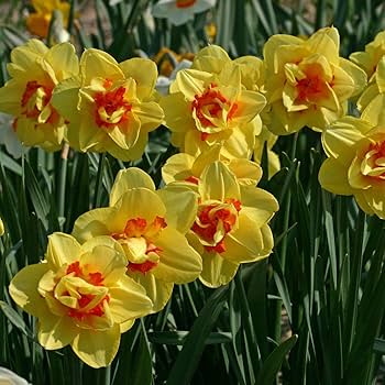 Yellow Red Double Petals Narcissus Daffodil Flower Seeds for Planting – Heirloom, Non-GMO, High Germination