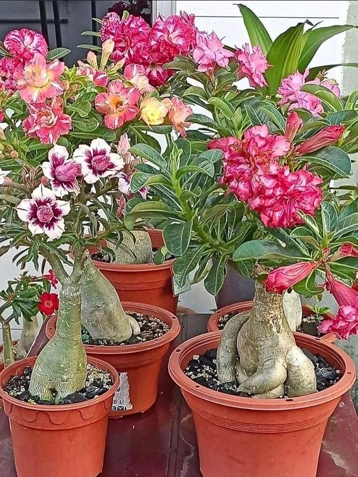 Mixed Adenium Flower Seeds for Planting – Heirloom, Non-GMO, High Germination Organic Garden Seeds