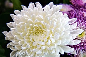 Flower Seeds, Seeds,Seeds For Planting,Plant Seeds