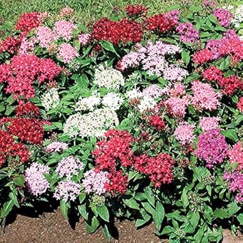 Flower Seeds, Seeds,Seeds For Planting,Plant Seeds