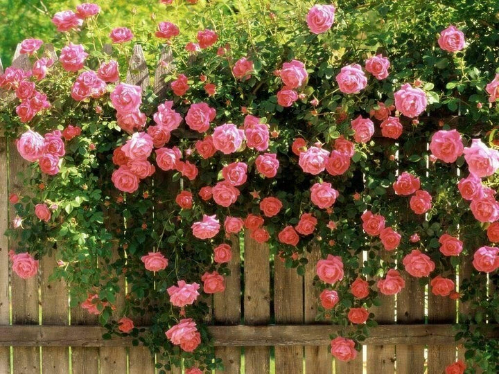 Pink Climbing Rose Flower Seeds for Planting – Creeper Pink Rose, Heirloom, Non-GMO, Pollinator Friendly