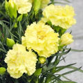 Yellow Carnations Flower Seeds for Planting | Heirloom Non-GMO High Germination Seeds