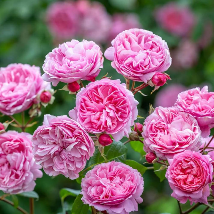 Pink Climbing Rose Seeds Flower Seeds for Planting – Fragrant Blossoms, Heirloom & Non-GMO Home Garden