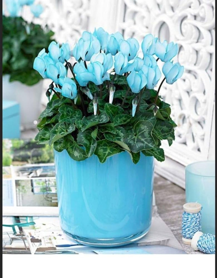 Sky Blue Cyclamen Flower seeds for Planting – Easy to Grow, Heirloom, Non-GMO Seeds for Home Garden