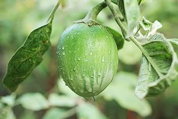 Green Eggplant Vegetable Seeds for Planting – Heirloom &amp; Non-GMO Garden Seeds