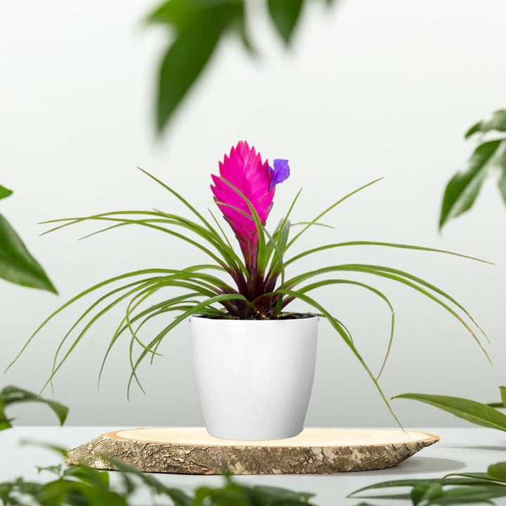 Pink Bromeliad Tillandsia Bulbosa Flower Seeds for Planting | Heirloom Non-GMO High Germination