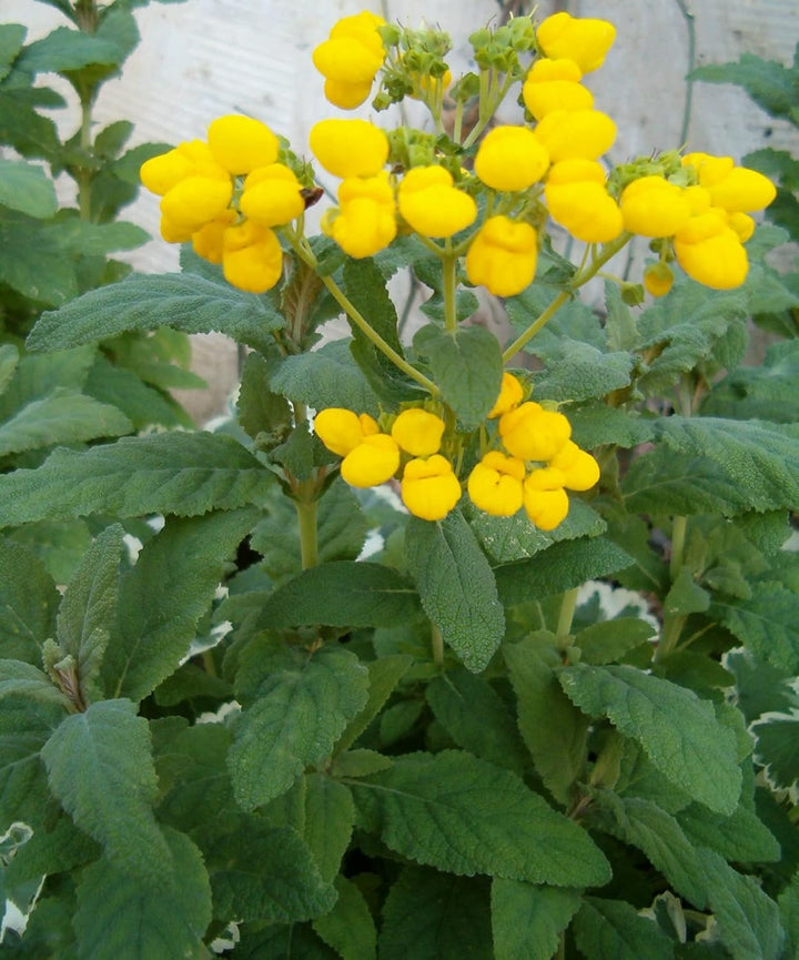 Flower Seeds, Seeds,Seeds For Planting,Plant Seeds