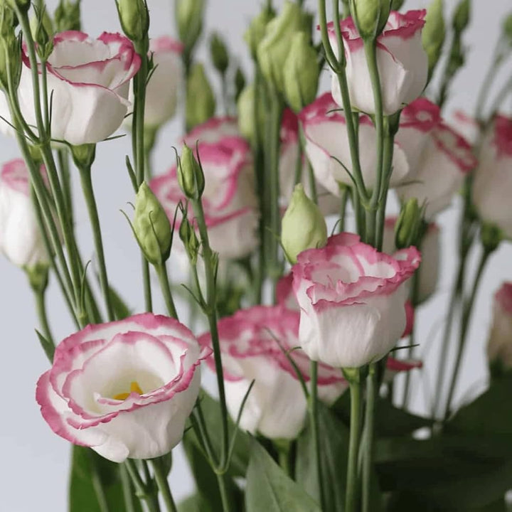 White & Maroon Eustoma (Lisianthus) Flower Seeds for Planting – Heirloom, Non-GMO, High Germination