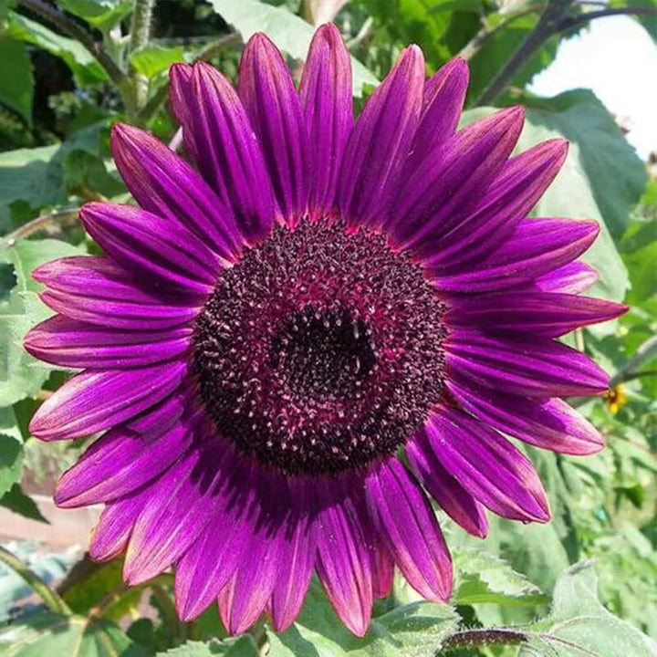 Violet Sunflower Flower Seeds for Planting – Heirloom, Non-GMO, High Germination Organic Garden Seeds