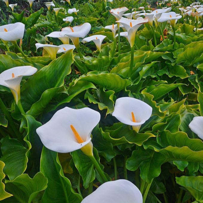 Flower Seeds, Seeds,Seeds For Planting,Plant Seeds