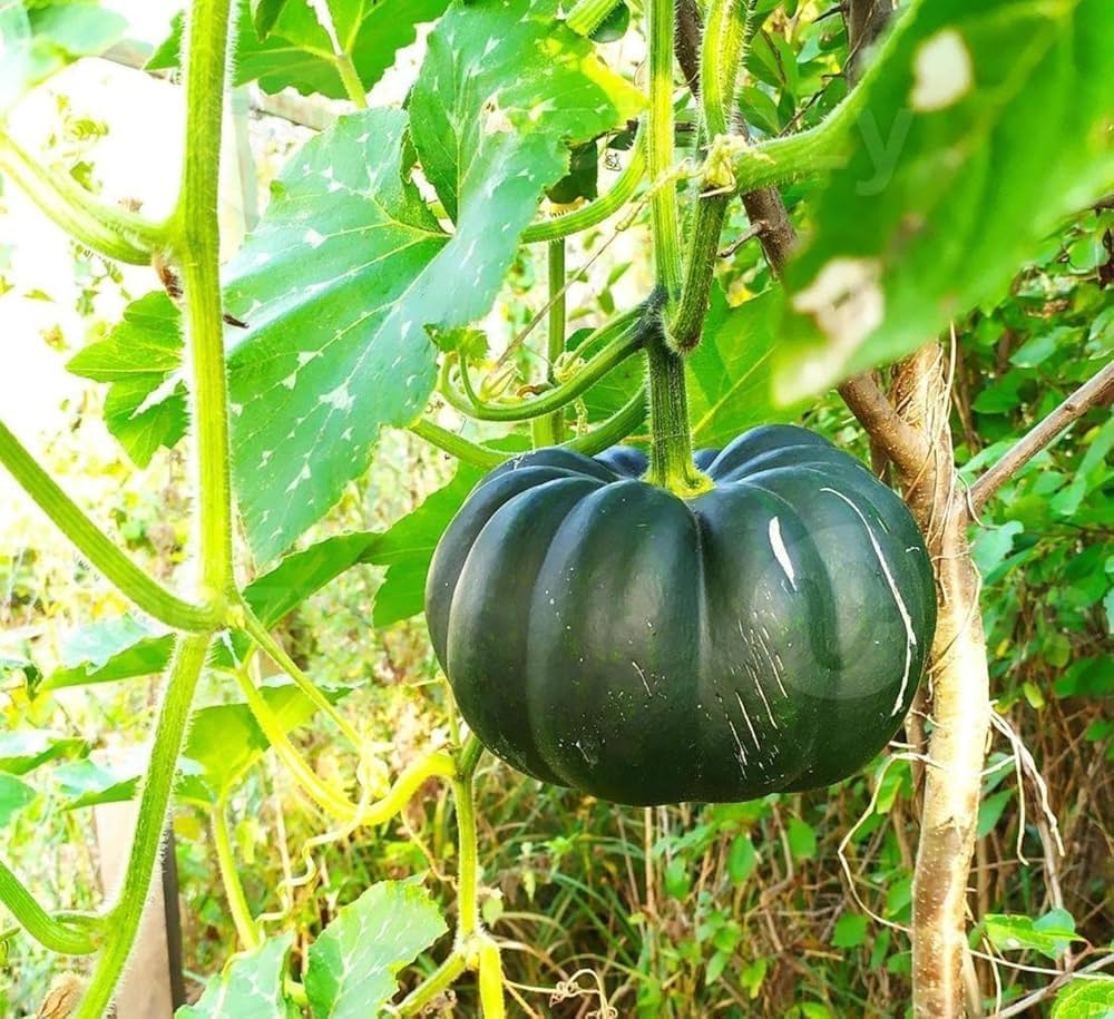 Vegetable Seeds,Garden seeds, Seeds For Planting,Plant Seeds