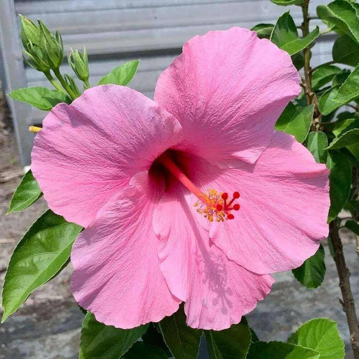 Pink Hibiscus Flower Seeds for Planting – Heirloom Non-GMO, High Germination Organic Garden Seeds