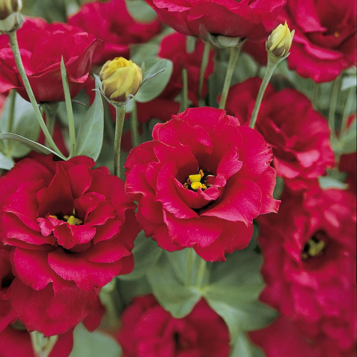Lisianthus Red Flower Seeds for Planting – Heirloom Non-GMO, High Germination Organic Garden Seeds
