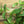 Herb Seeds,Garden seeds, Seeds For Planting,Plant Seeds