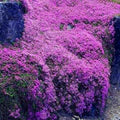Purple Creeping Thyme Flower Seeds for Planting – Heirloom, Non-GMO, Seasonal Bloomer Garden Seeds