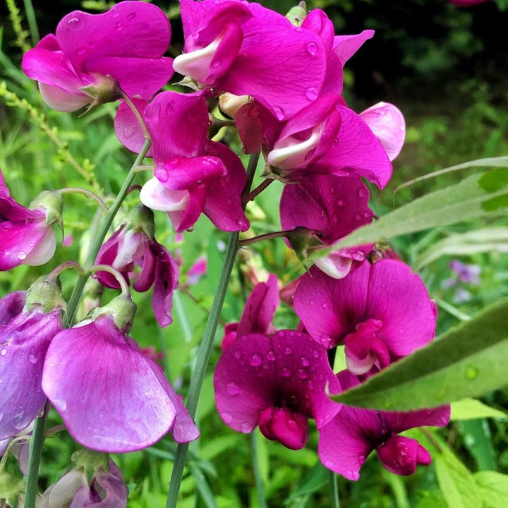 Flower Seeds, Seeds,Seeds For Planting,Plant Seeds