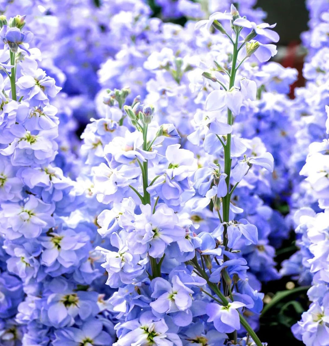 Blue Mini Matthiola Flower Seeds for Planting – Heirloom, Non-GMO, Bright Blooms, High Germination