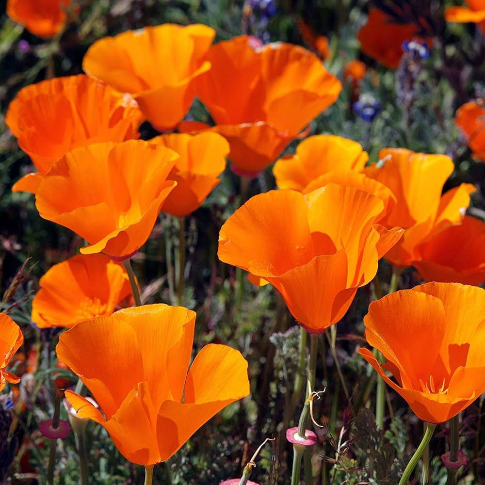 Orange Eschscholtzia Flower Seeds – Bright Blooms, Heirloom &amp; Non-GMO for Home Garden