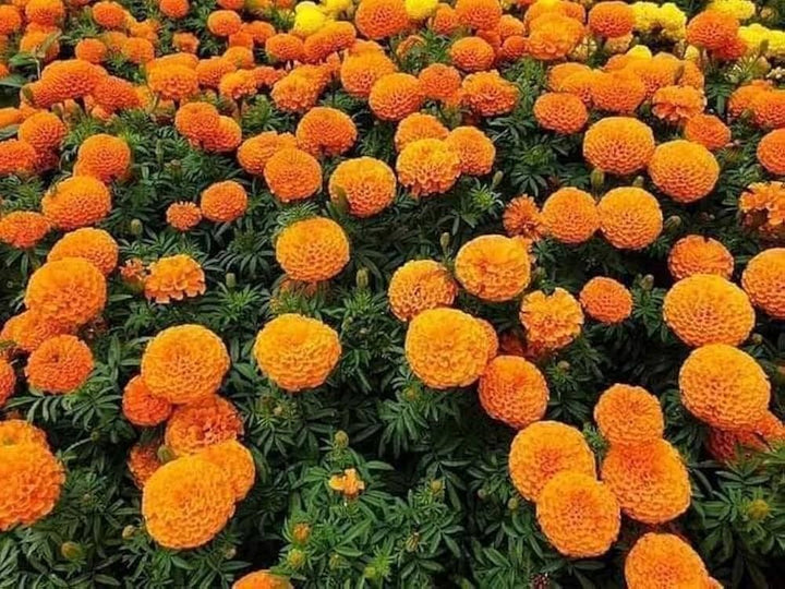 Marigold Flower Seeds for Planting Red Orange – Wildflower Mix, Heirloom, Non-GMO, High Germination Organic Garden Seeds