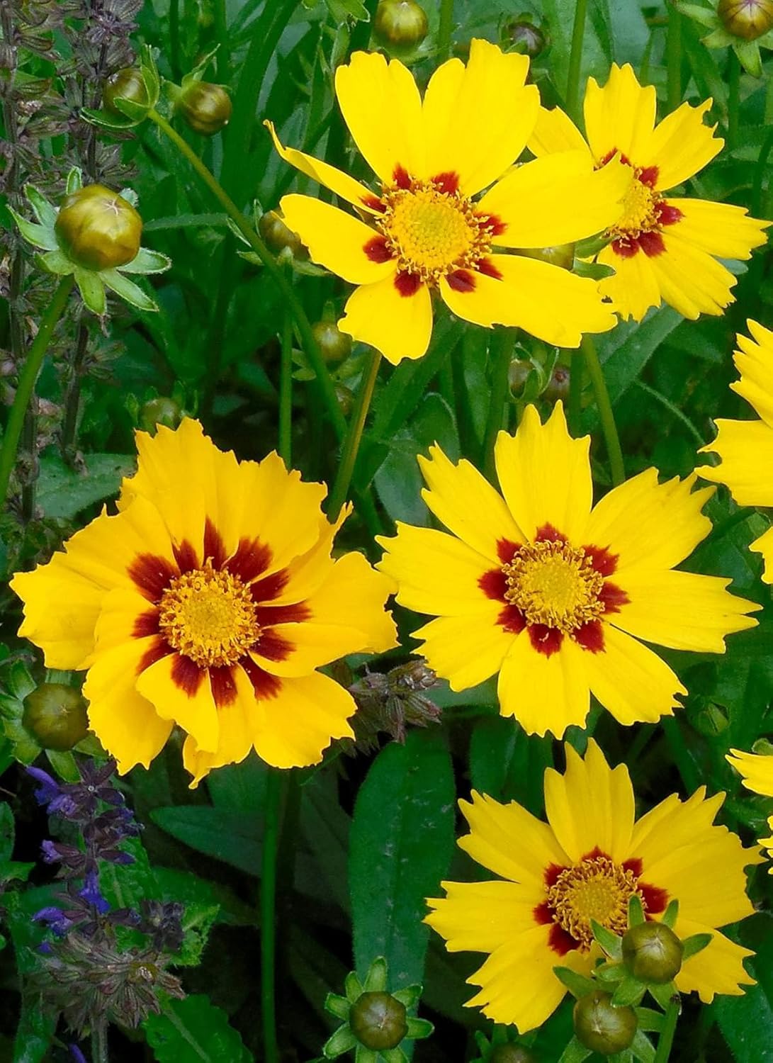 Berry Chiffon Coreopsis Flower Seeds for Planting 100 pcs - Sun Loving, Heirloom & GMO Free Seeds for Home Garden
