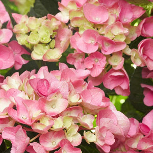 Flower Seeds, Seeds,Seeds For Planting,Plant Seeds