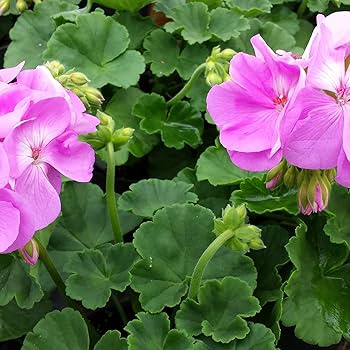 Lavender Geraniums Flower Seeds for Planting – Drought Tolerant, Heirloom, Non-GMO, High Germination Organic Garden Seeds