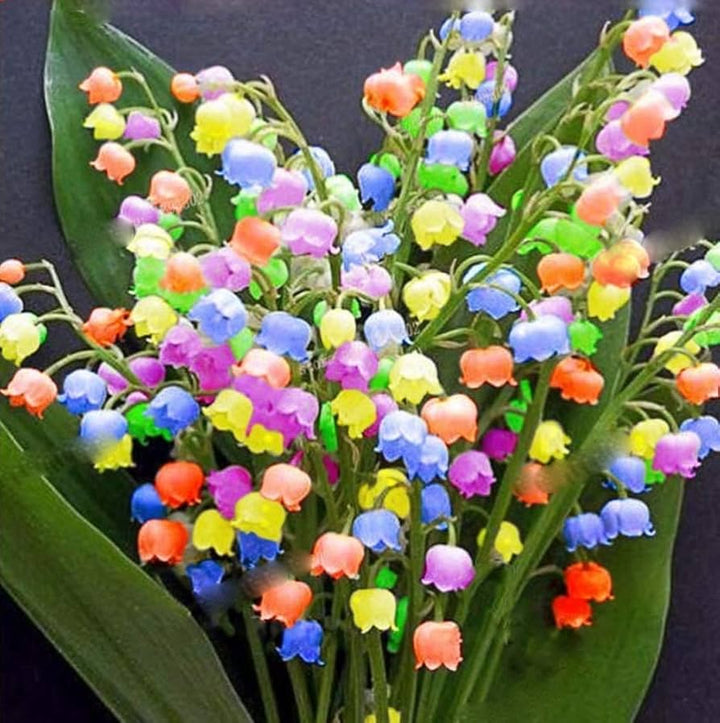 Mixed Bell Orchid Flower Seeds for Planting Heirloom Non-GMO High Germination Organic Garden Seeds