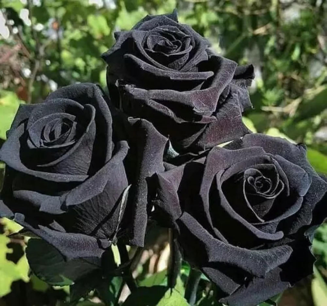 Black Away Rose Flower Seeds for Planting – Heirloom, Non-GMO Wildflower Mix for Home Garden