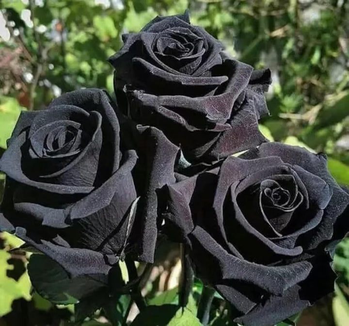 Black Away Rose Flower Seeds for Planting – Heirloom, Non-GMO Wildflower Mix for Home Garden