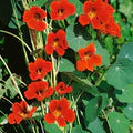 Orange Nasturtium Flower Seeds for Planting – Heirloom, Non-GMO, High Germination Organic Garden Seeds