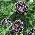 Black White Dianthus Flower Seeds for Planting – Heirloom, Non-GMO, High Germination Organic Garden Seeds