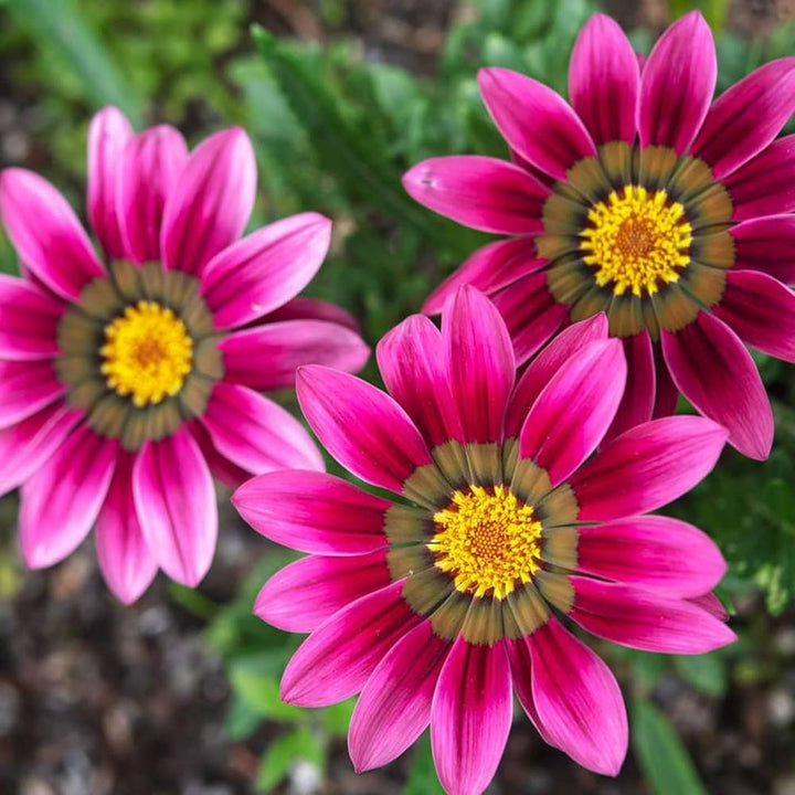 Gazania Pink Flower Seeds for Planting – Heirloom Non-GMO, High Germination Organic Garden Seeds