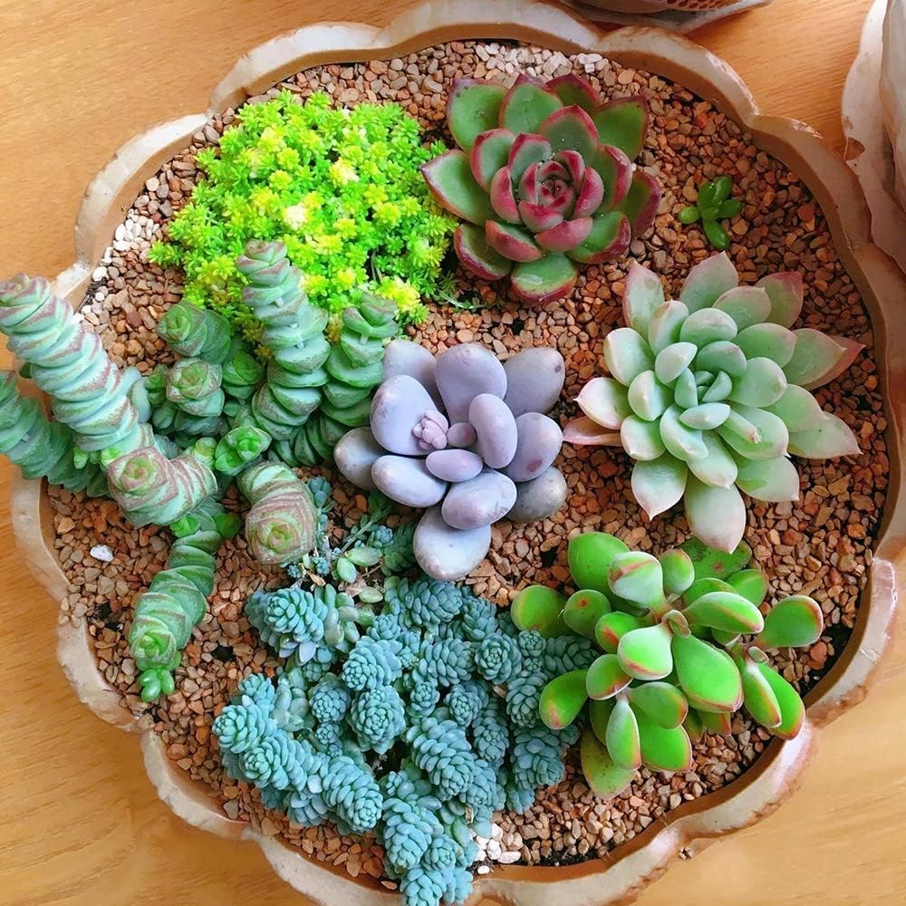 Green Red Succulent Flower Seeds – Heirloom, Non-GMO, Easy to Grow Organic Garden Seeds for Planting