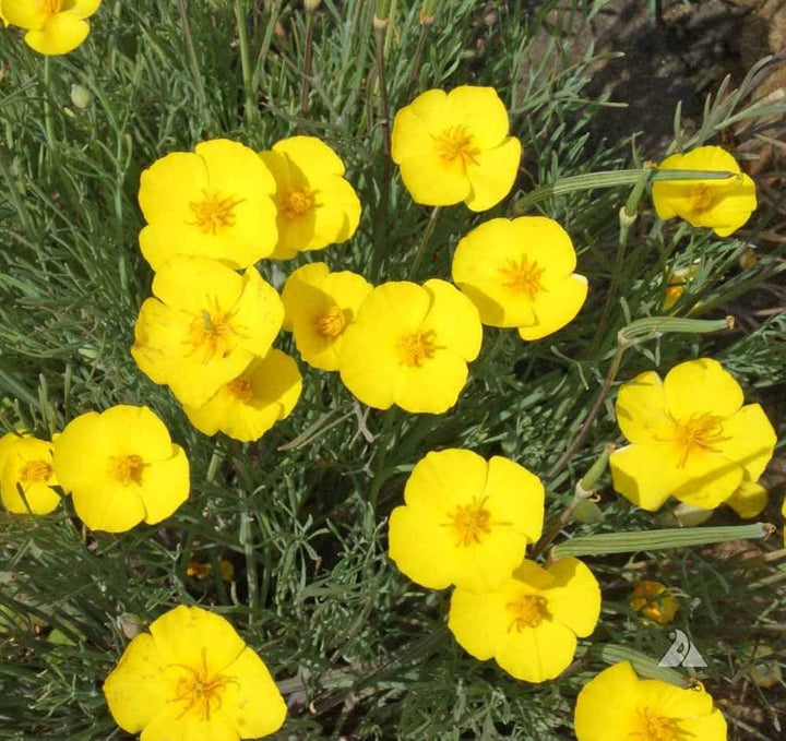 Yellow Eschscholtzia Flower Seeds for Planting – Low Maintenance, Heirloom &amp; Non-GMO Home Garden
